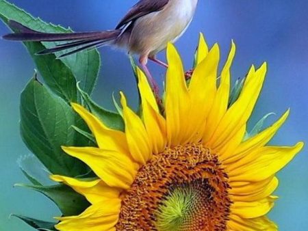 Sparrow on sunflower- Full Drill Diamond Painting - Specially ordered for you. Delivery is approximately 4 - 6 weeks. Hot on Sale