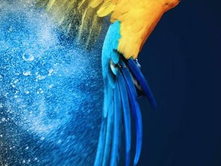 Blue And Yellow Parrot - Full Drill Diamond Painting - Specially ordered for you. Delivery is approximately 4 - 6 weeks. Online now