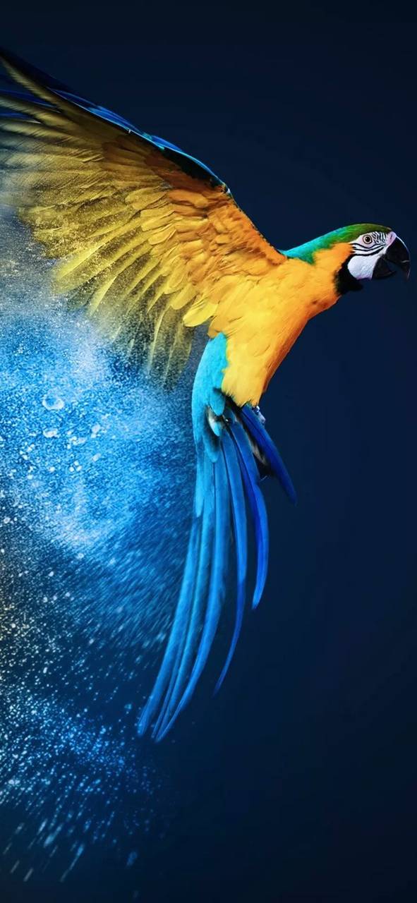 Blue And Yellow Parrot - Full Drill Diamond Painting - Specially ordered for you. Delivery is approximately 4 - 6 weeks. Online now