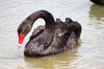 Pzazz Photography - Swan - Full Drill Diamond Painting - Specially ordered for you. Delivery is approximately 4 - 6 weeks. Supply