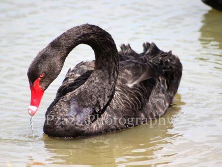 Pzazz Photography - Swan - Full Drill Diamond Painting - Specially ordered for you. Delivery is approximately 4 - 6 weeks. Supply