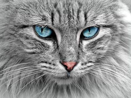 Blue Eyed Cat- Full Drill Diamond Painting - Specially ordered for you. Delivery is approximately 4 - 6 weeks. Online