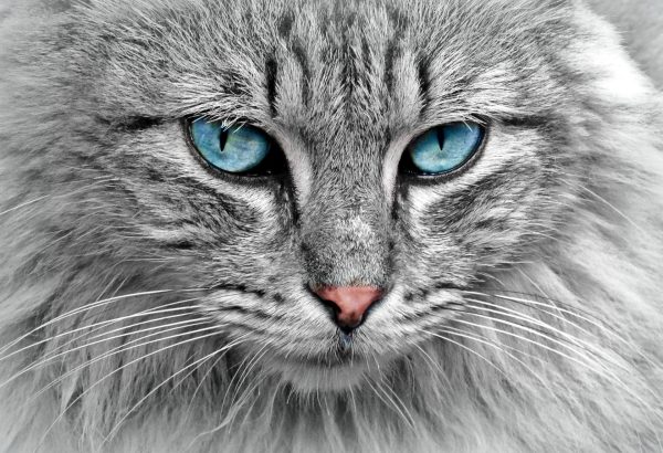 Blue Eyed Cat- Full Drill Diamond Painting - Specially ordered for you. Delivery is approximately 4 - 6 weeks. Online