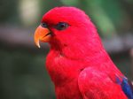 Bright Red Parrot- Full Drill Diamond Painting - Specially ordered for you. Delivery is approximately 4 - 6 weeks. Supply