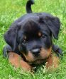 Black Brown Puppy - Full Drill Diamond Painting - Specially ordered for you. Delivery is approximately 4 - 6 weeks. For Sale