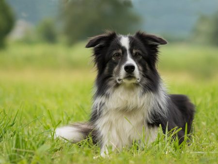 Border Collie - Full Drill Diamond Painting - Specially ordered for you. Delivery is approximately 4 - 6 weeks. Fashion