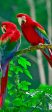 2 Parrots On A Tree - Full Drill Diamond Painting - Specially ordered for you. Delivery is approximately 4 - 6 weeks. on Sale