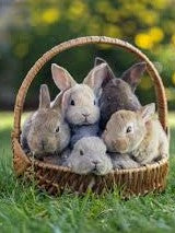 Baby Bunnies - Full Drill Diamond Painting - Specially ordered for you. Delivery is approximately 4 - 6 weeks. Supply