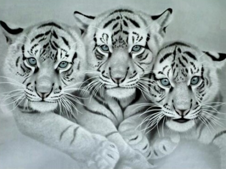 Black and White Tigers - Full Drill Diamond Painting - Specially ordered for you. Delivery is approximately 4 - 6 weeks. Hot on Sale