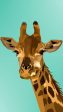 Giraffe 03- Full Drill Diamond Painting - Specially ordered for you. Delivery is approximately 4 - 6 weeks. For Discount