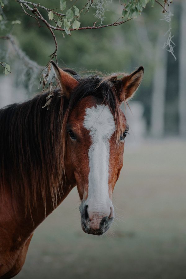 Beautiful horse -   Full Drill Diamond Painting - Specially ordered for you. Delivery is approximately 4 - 6 weeks. For Sale