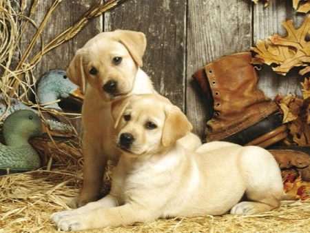 2 Labrador Puppies - Full Drill Diamond Painting - Specially ordered for you. Delivery is approximately 4 - 6 weeks. Cheap