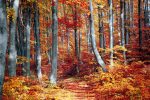 Autumn Forrest   - Full Drill Diamond Painting - Specially ordered for you. Delivery is approximately 4 - 6 weeks. Online Hot Sale