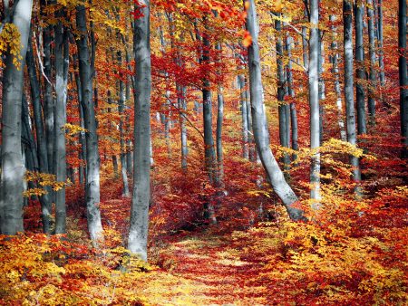 Autumn Forrest   - Full Drill Diamond Painting - Specially ordered for you. Delivery is approximately 4 - 6 weeks. Online Hot Sale