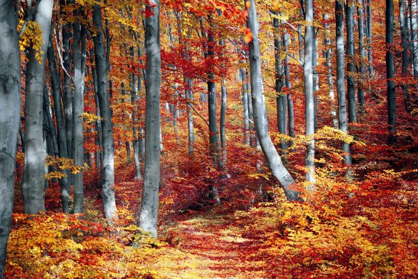 Autumn Forrest   - Full Drill Diamond Painting - Specially ordered for you. Delivery is approximately 4 - 6 weeks. Online Hot Sale