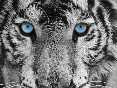 Black And White Tiger Blue Eyes- Full Drill Diamond Painting - Specially ordered for you. Delivery is approximately 4 - 6 weeks. Online