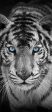 Black And White Tiger Blue Eyes- Full Drill Diamond Painting - Specially ordered for you. Delivery is approximately 4 - 6 weeks. Online