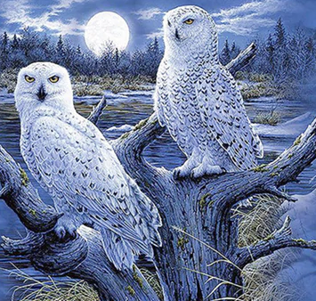 2 White Owls - Full Drill Diamond Painting - Specially ordered for you. Delivery is approximately 4 - 6 weeks. Sale