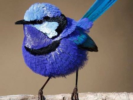 Blue Wren - Full Drill Diamond Painting - Specially ordered for you. Delivery is approximately 4 - 6 weeks. Cheap