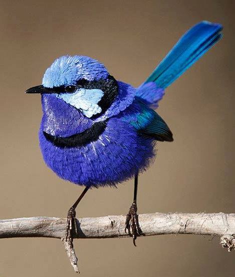 Blue Wren - Full Drill Diamond Painting - Specially ordered for you. Delivery is approximately 4 - 6 weeks. Cheap