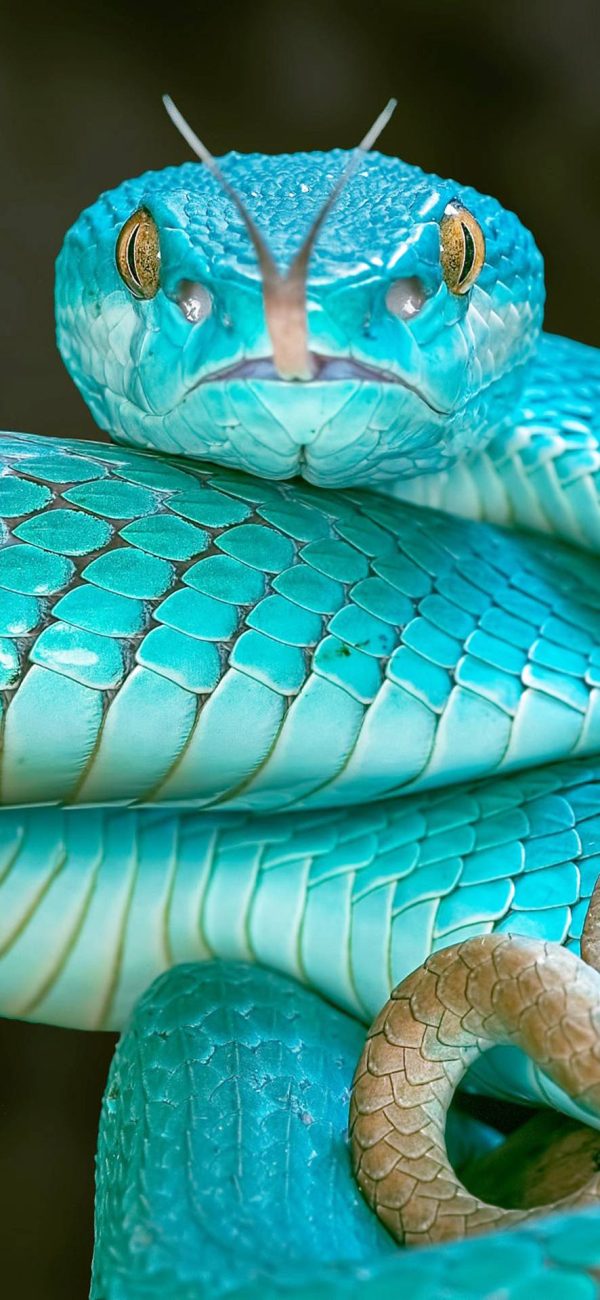 Blue Snake- Full Drill Diamond Painting - Specially ordered for you. Delivery is approximately 4 - 6 weeks. Sale