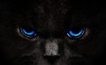 Black Cat Eyes (Blue) - Full Drill Diamond Painting - Specially ordered for you. Delivery is approximately 4 - 6 weeks. For Discount