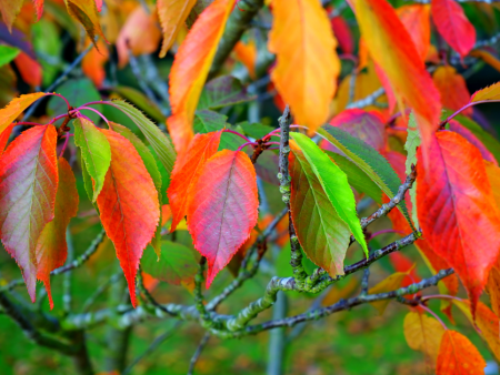 Autumn Coloured Leaves  - Full Drill Diamond Painting - Specially ordered for you. Delivery is approximately 4 - 6 weeks. Discount