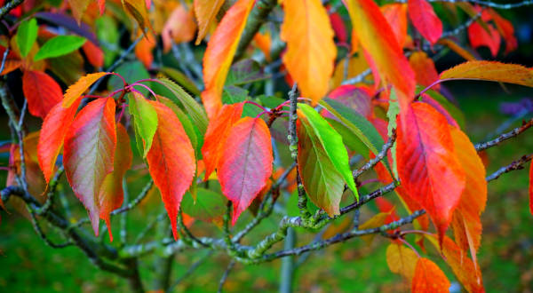 Autumn Coloured Leaves  - Full Drill Diamond Painting - Specially ordered for you. Delivery is approximately 4 - 6 weeks. Discount