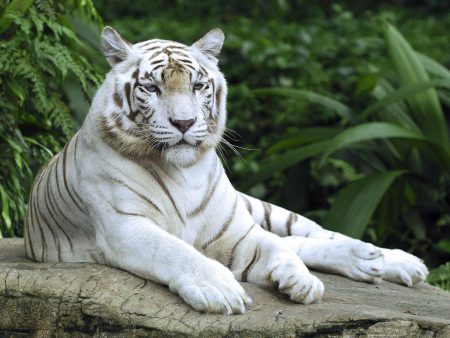 White tiger- Full Drill Diamond Painting - Specially ordered for you. Delivery is approximately 4 - 6 weeks. Hot on Sale