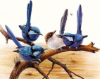 Birds 17- Full Drill Diamond Painting - Specially ordered for you. Delivery is approximately 4 - 6 weeks. For Discount