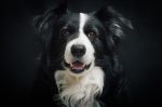 Border Collie 01 - Full Drill Diamond Painting - Specially ordered for you. Delivery is approximately 4 - 6 weeks. For Discount