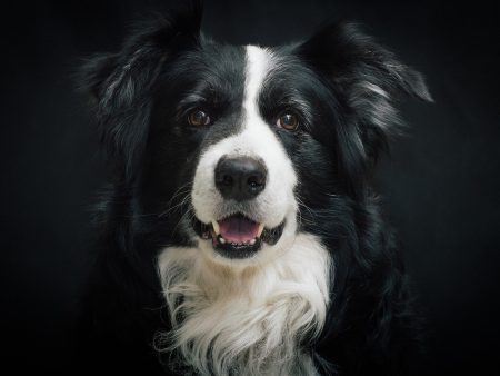 Border Collie 01 - Full Drill Diamond Painting - Specially ordered for you. Delivery is approximately 4 - 6 weeks. For Discount