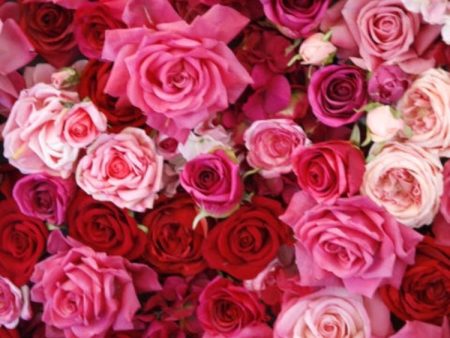 Carpet Of Pink Roses- Full Drill Diamond Painting - Specially ordered for you. Delivery is approximately 4 - 6 weeks. Online Sale