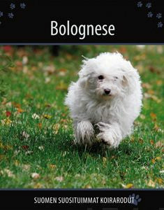 Bolognese For Sale