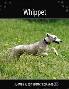 Whippet Discount